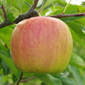Cueillette de Saint Gratien Pinkgold (Leratess)