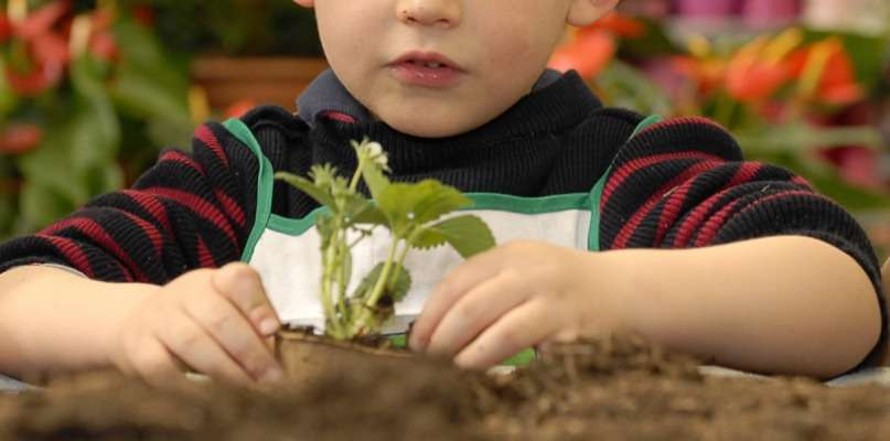 Plantation de fraisier et explorateur
