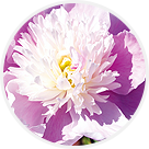 Cueillette de Saint Gratien pivoines