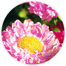 Reines marguerites