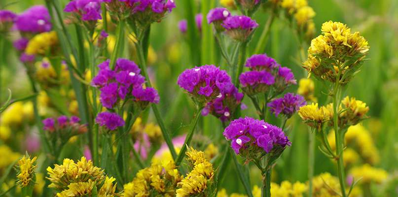 fleurs-a-secher-les-immortelles-et-les-statices